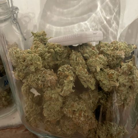 Amelia - Blue gelato #41 growlog photo: Curing