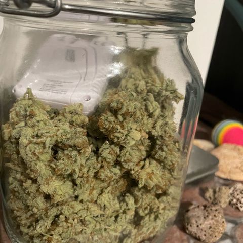 Amelia - Blue gelato #41 growlog photo: Curing