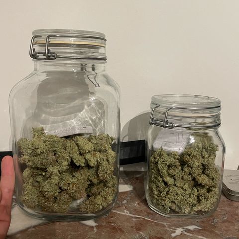 Amelia - Blue gelato #41 growlog photo: Curing