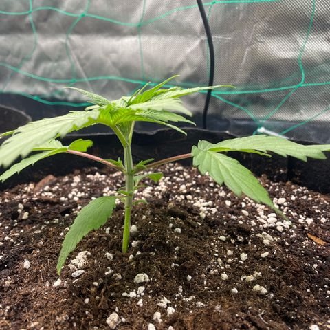 Bonnie (Gorilla Zkittlez) growlog timeline photo