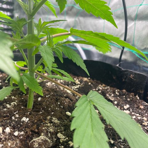 Bonnie (Gorilla Zkittlez) growlog timeline photo