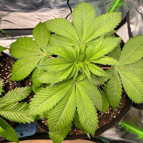 Bonnie (Gorilla Zkittlez) growlog timeline photo