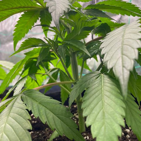 Bonnie (Gorilla Zkittlez) growlog timeline photo