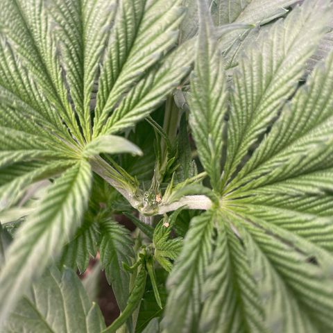 Bonnie (Gorilla Zkittlez) growlog timeline photo