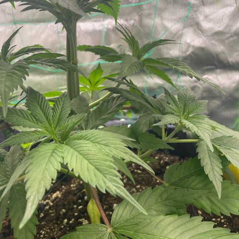 Bonnie (Gorilla Zkittlez) growlog timeline photo