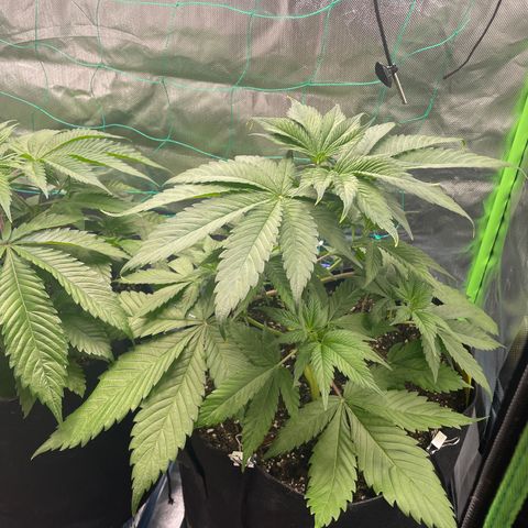 Bonnie (Gorilla Zkittlez) growlog timeline photo