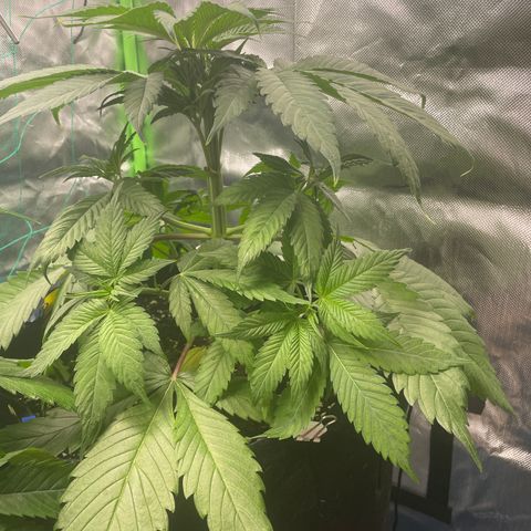 Bonnie (Gorilla Zkittlez) growlog timeline photo