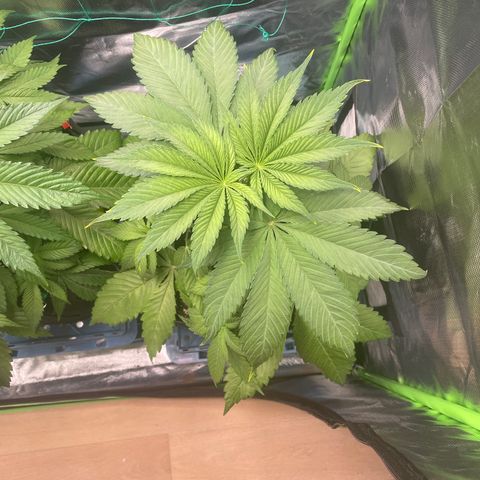 Bonnie (Gorilla Zkittlez) growlog timeline photo