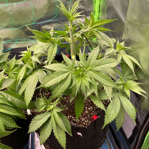 Bonnie (Gorilla Zkittlez) growlog timeline photo