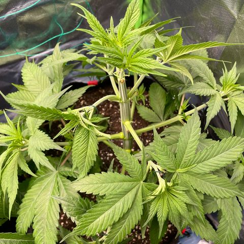 Bonnie (Gorilla Zkittlez) growlog timeline photo