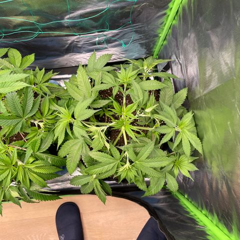 Bonnie (Gorilla Zkittlez) growlog timeline photo