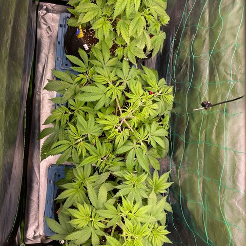 Bonnie (Gorilla Zkittlez) growlog timeline photo