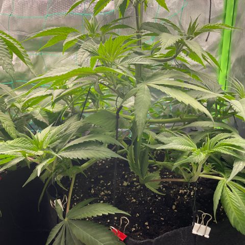 Bonnie (Gorilla Zkittlez) growlog timeline photo