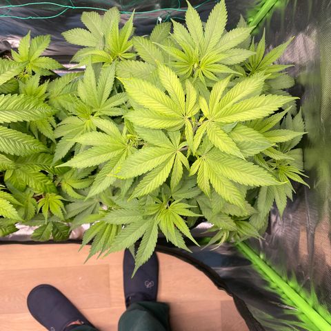 Bonnie (Gorilla Zkittlez) growlog timeline photo