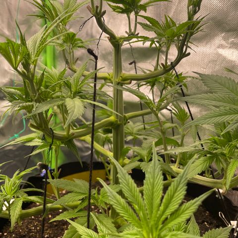 Bonnie (Gorilla Zkittlez) growlog timeline photo