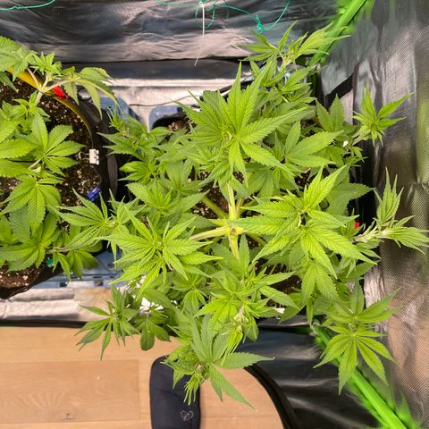 Bonnie (Gorilla Zkittlez) growlog timeline photo