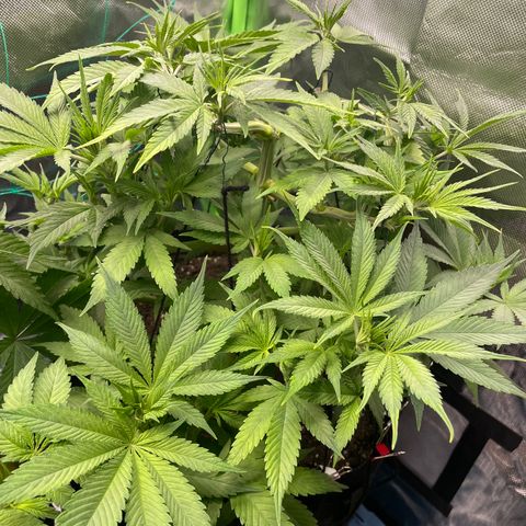 Bonnie (Gorilla Zkittlez) growlog timeline photo