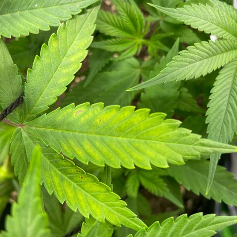 Bonnie (Gorilla Zkittlez) growlog timeline photo