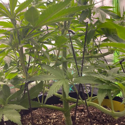 Bonnie (Gorilla Zkittlez) growlog timeline photo