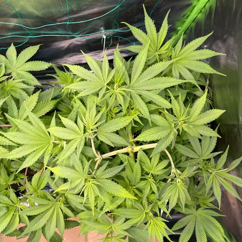 Bonnie (Gorilla Zkittlez) growlog timeline photo