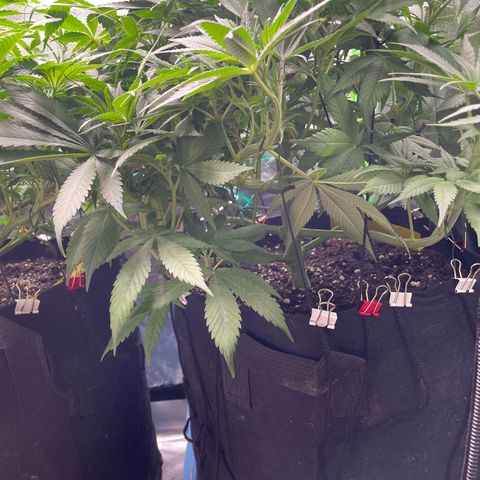 Bonnie (Gorilla Zkittlez) growlog timeline photo