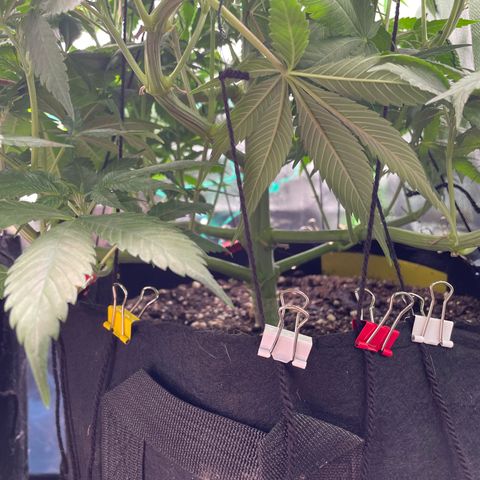 Bonnie (Gorilla Zkittlez) growlog timeline photo