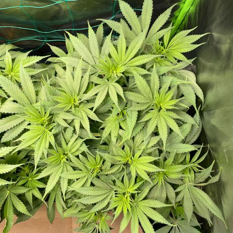 Bonnie (Gorilla Zkittlez) growlog timeline photo