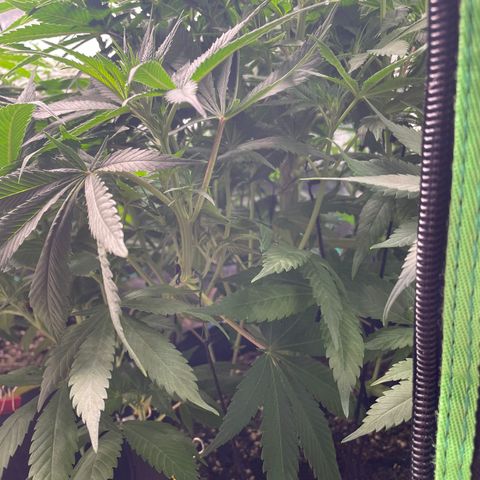 Bonnie (Gorilla Zkittlez) growlog timeline photo