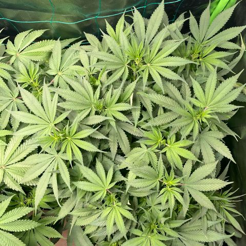 Bonnie (Gorilla Zkittlez) growlog timeline photo