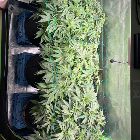 Bonnie (Gorilla Zkittlez) growlog timeline photo