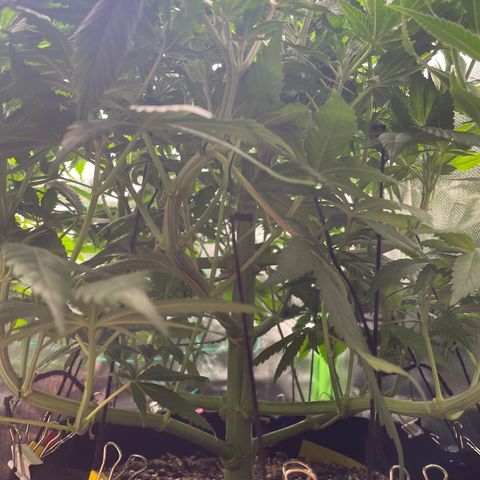 Bonnie (Gorilla Zkittlez) growlog timeline photo