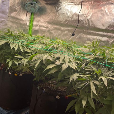 Bonnie (Gorilla Zkittlez) growlog timeline photo