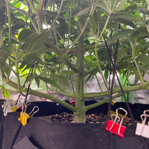 Bonnie (Gorilla Zkittlez) growlog timeline photo