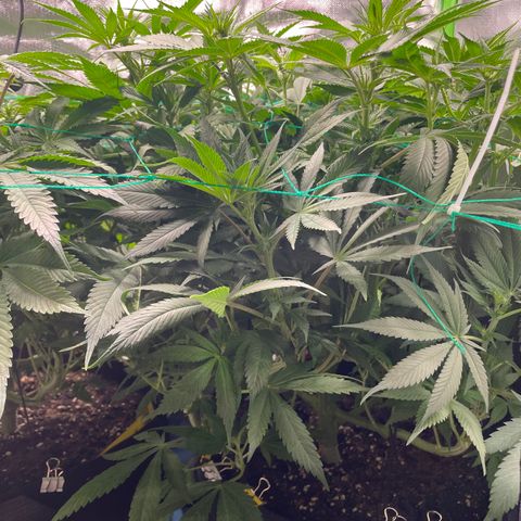 Bonnie (Gorilla Zkittlez) growlog timeline photo