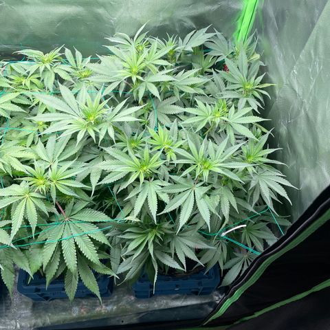 Bonnie (Gorilla Zkittlez) growlog timeline photo