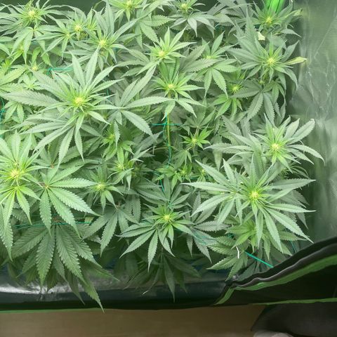 Bonnie (Gorilla Zkittlez) growlog timeline photo