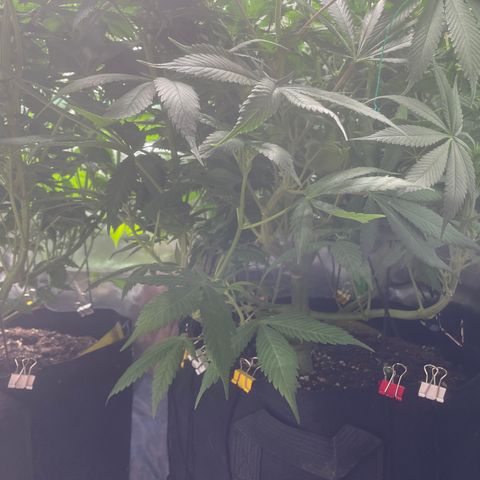 Bonnie (Gorilla Zkittlez) growlog timeline photo