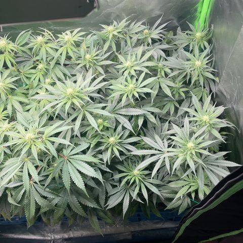 Bonnie (Gorilla Zkittlez) growlog timeline photo