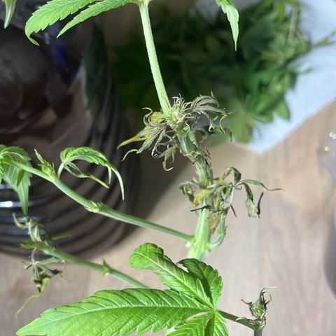 Bonnie (Gorilla Zkittlez) growlog timeline photo