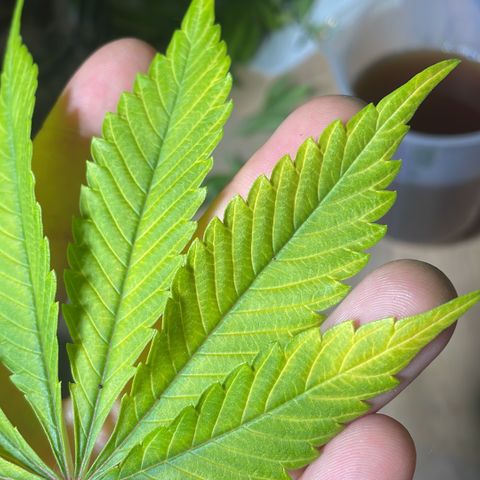 Bonnie (Gorilla Zkittlez) growlog timeline photo