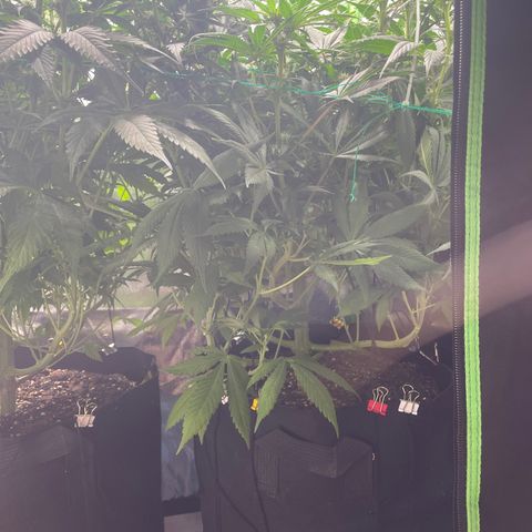 Bonnie (Gorilla Zkittlez) growlog timeline photo