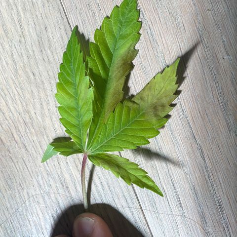 Bonnie (Gorilla Zkittlez) growlog timeline photo