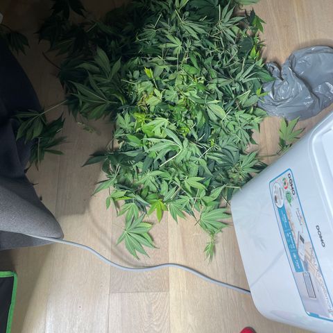 Bonnie (Gorilla Zkittlez) growlog timeline photo