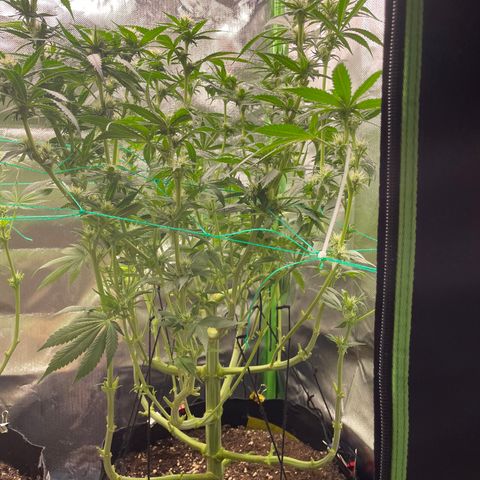 Bonnie (Gorilla Zkittlez) growlog timeline photo