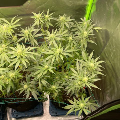 Bonnie (Gorilla Zkittlez) growlog timeline photo