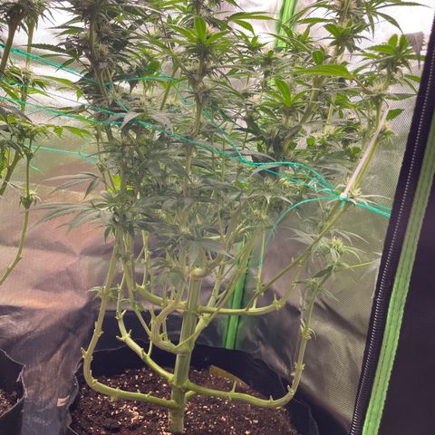 Bonnie (Gorilla Zkittlez) growlog timeline photo