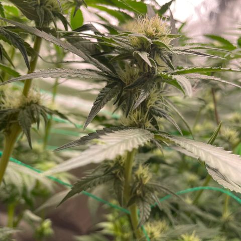 Bonnie (Gorilla Zkittlez) growlog timeline photo