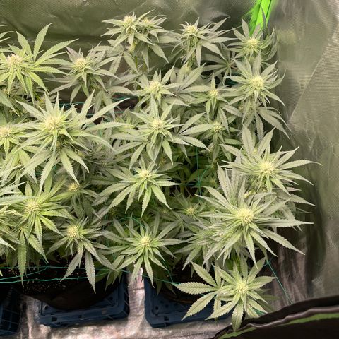 Bonnie (Gorilla Zkittlez) growlog timeline photo