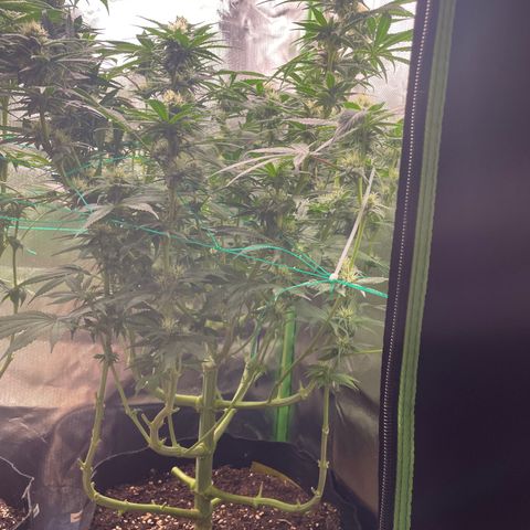 Bonnie (Gorilla Zkittlez) growlog timeline photo
