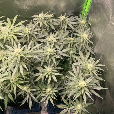 Bonnie (Gorilla Zkittlez) growlog timeline photo